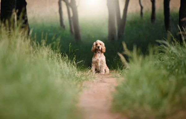 Full Length Shot Adorable Little Cocker Spaniel Sitting — 스톡 사진