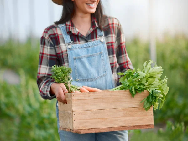 一个无法辨认的女人在农场拿着一箱新鲜农产品拍的特写镜头 — 图库照片