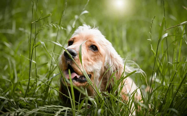 Full Length Shot Adorable Little Cocker Spaniel Lying — 스톡 사진