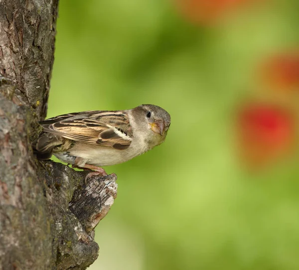 One Sparrow Sitting Tree Small Bird Perched Alone Branch Outdoors — Stok fotoğraf