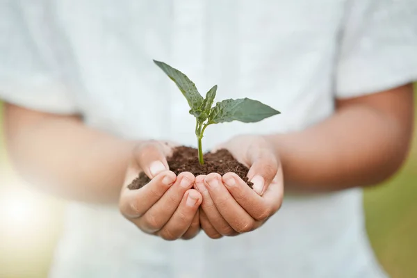 Disparo Niño Irreconocible Sosteniendo Plantas Que Crecen Fuera Del Suelo —  Fotos de Stock