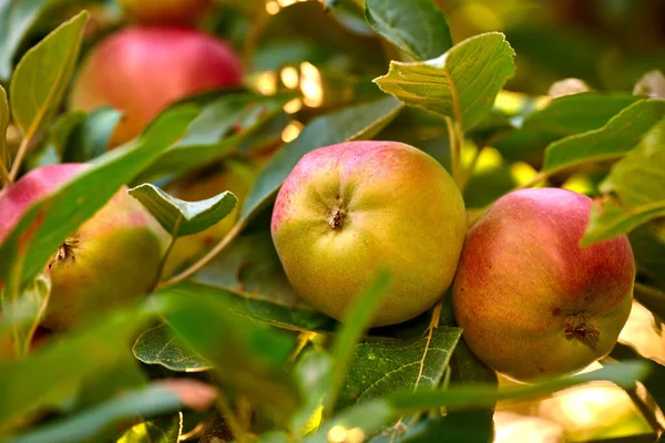 Closeup Ripe Red Apples Hanging Green Apple Tree Branch Orchard — Stockfoto