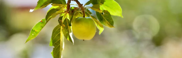 Широкий Угол Одного Зеленого Яблока Изолирован Зеленом Фоне Bokeh Фрукты — стоковое фото