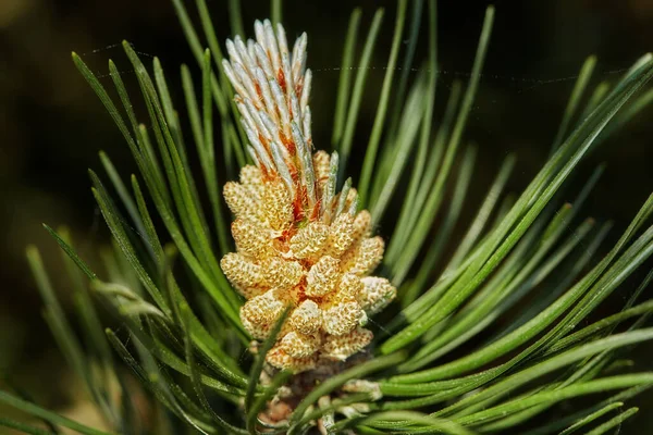 Closeup Pine Tree Branch Isolated Black Background Unique Plant Growing — Stock Photo, Image