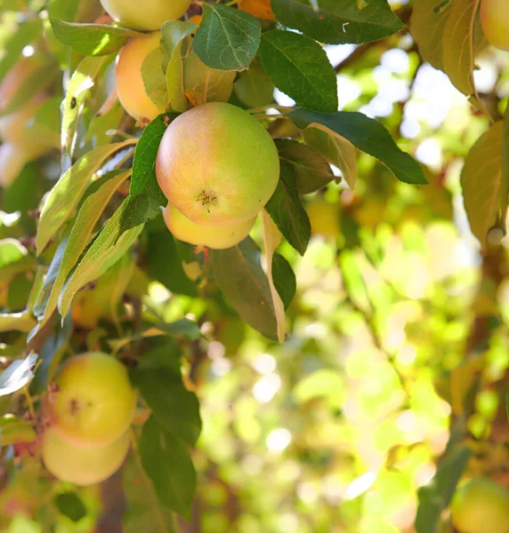 Nyáron Zöld Almák Közelsége Egy Almafa Ágon Másolóhellyel Gyümölcs Lóg — Stock Fotó