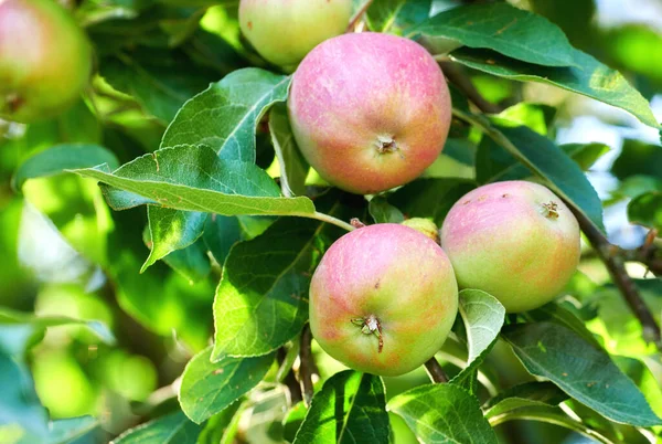 Fuji Red Green Apples Growing Tree Sustainable Orchard Sunny Day — Fotografia de Stock