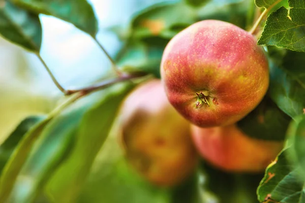 Closeup Red Apples Tree Orchard Summer Organic Sustainable Fruit Farming — Stock Fotó