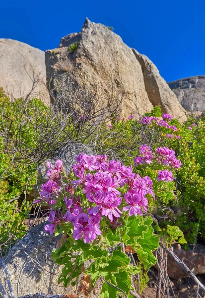 Růžové Pelargonium Kukly Kvetoucí Kvetoucí Známých Turistických Trekkingových Stezkách Národním — Stock fotografie