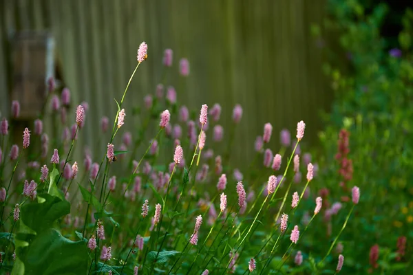 Ogród Różowego Kwitnącego Persicaria Bistorta Świeże Zielone Liście Piękne Rozmyte — Zdjęcie stockowe