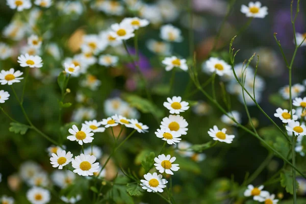 Daisy Flowers Growing Green Grassy Meadow Top View Marguerite Flowering — 스톡 사진