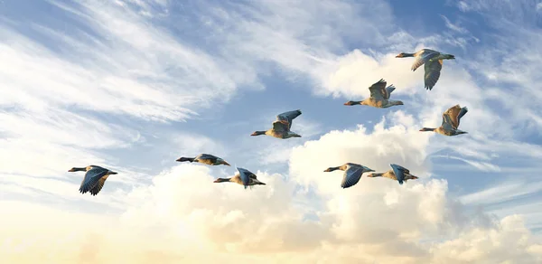 Flock Goose Birds Flying Blue Sky Background Clouds Copyspace Common — Stock Photo, Image