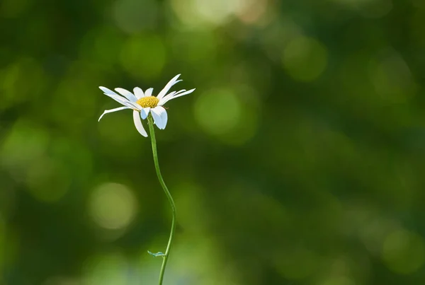 One Daisy Flower Growing Field Blurred Bokeh Nature Background Summer — kuvapankkivalokuva