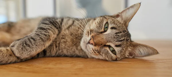 Cute Tabby Cat Lying Table Adorable Eyes Home Happy Sneaky — Zdjęcie stockowe