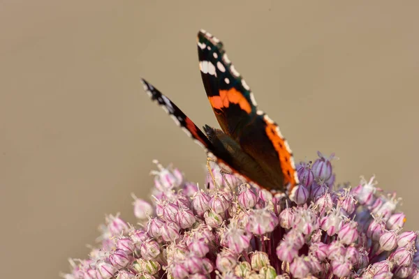 One Red Admiral Butterfly Perched Pink Wild Leak Onion Flower — Stock Photo, Image