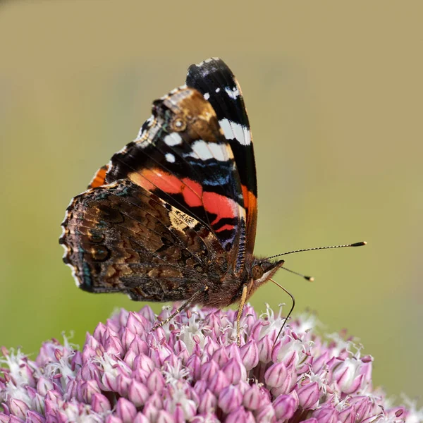 Beautiful Red Admiral Vanessa Atalanta Butterfly Sunny Garden Copyspace Closeup — Fotografia de Stock