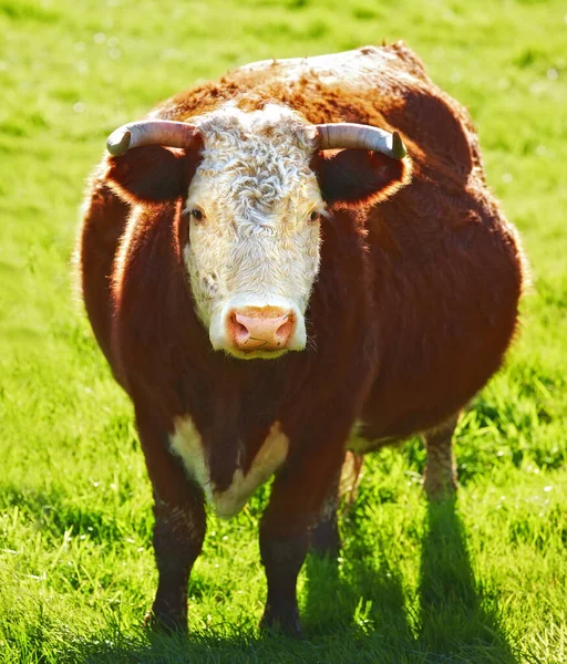 One Hereford Cow Bull Standing Alone Farm Pasture Hairy Animal — Foto de Stock
