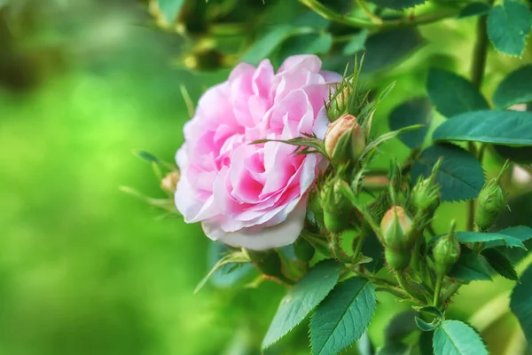 Closeup Side View Single Pink Rose Growing Park Spring Flowering — Stock fotografie
