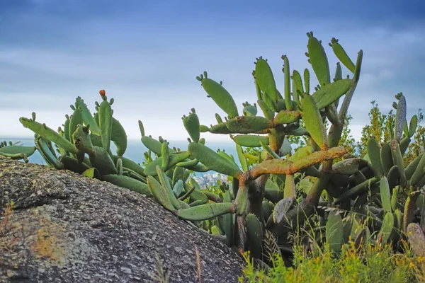 Closeup Succulents Wild Grass Growing Rocks Mountain Cacti Growing Boulder — ストック写真