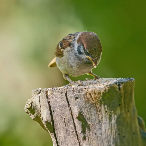 Closeup Brown Garden Sparrow Bird Eating Seeds Small Birdie Sitting — Stock Photo, Image