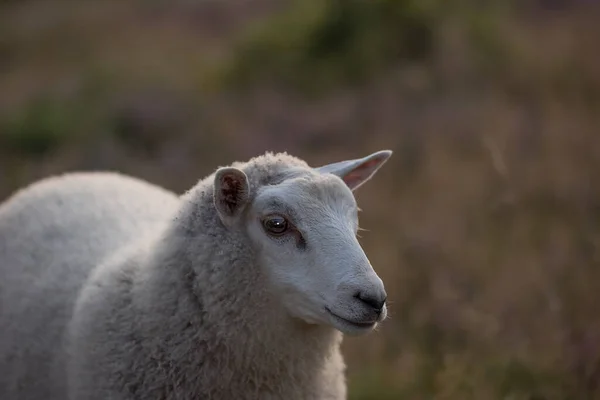 德国北部的一个农场 黄昏时分 一只羊在青草丛生的草地上吃草 羊羊在田野或牧场上散步和吃草的羊羊自由放养羊及农业 — 图库照片