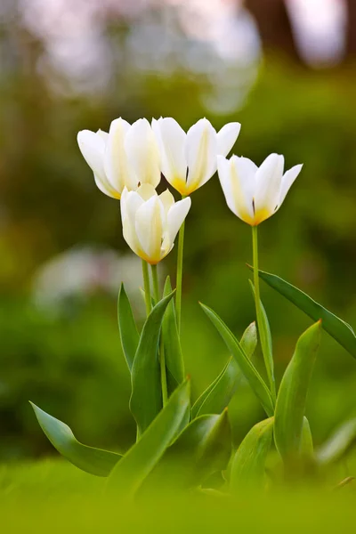 Closeup White Tulips Park Garden Summers Day Bokeh Background Copyspace — kuvapankkivalokuva
