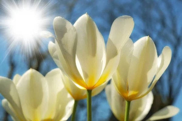 Bright Sunshine White Tulips Growing Nature Bokeh Closeup Fresh Wild — kuvapankkivalokuva
