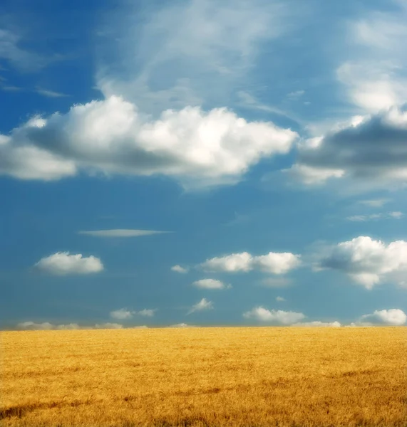 Yellow Cornfield Blue Sky Clouds Peaceful Nature Scene Vibrant Bright — Stockfoto