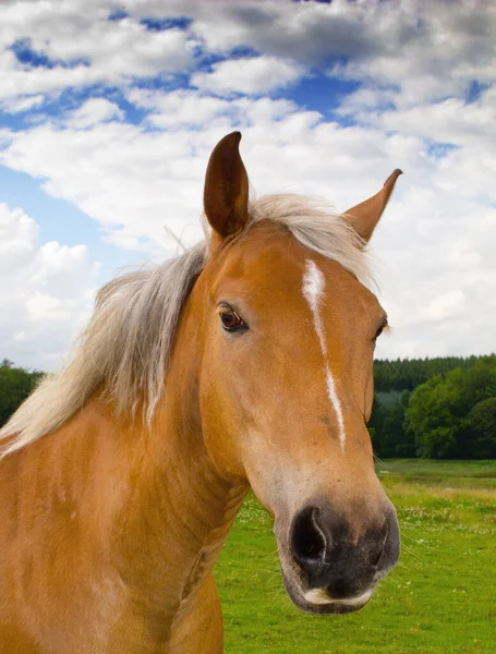 Portrait Beautiful Brown Horse Farm Cloudy Blue Sky Face Closeup — Stock Fotó