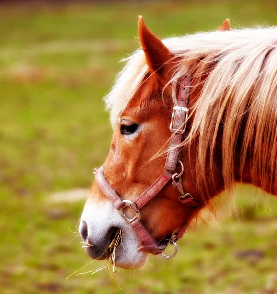 Close Van Een Bruine Paarden Gezicht Eten Een Weelderig Groen — Stockfoto