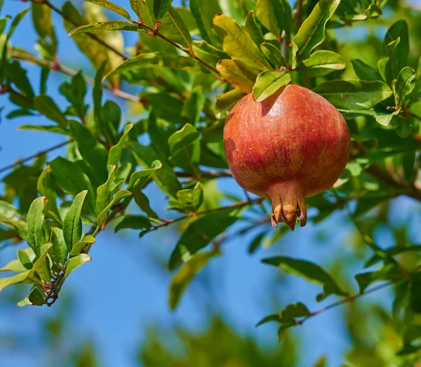 Closeup Ripe Pomegranate Hanging Tree Branch Garden Delicious Red Garnet —  Fotos de Stock