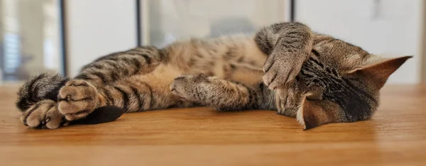 Cute Tabby Cat Sleeping Table Home Funny Pet Domestic Shorthair —  Fotos de Stock