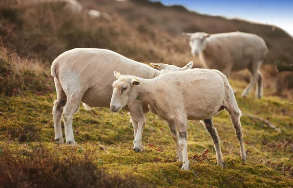 Flock Sheep Meadow Lush Farmland Shaved Sheared Wooly Sheep Eating — 스톡 사진