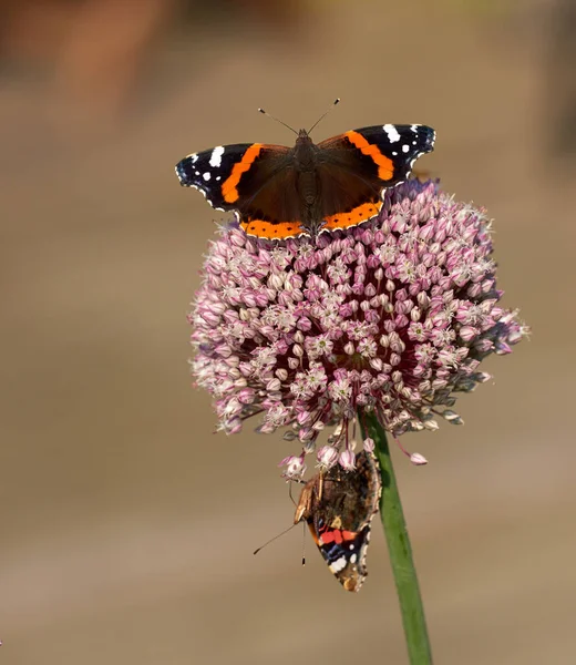 Two Red Admiral Butterflies Perched Wild Leek Onion Flower Copyspace — Stock Photo, Image