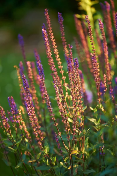 Closeup Flowering Bush Backyard Summer Plant Tall Delicate Wild Blooms — Stock fotografie