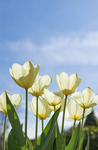 Tulips Bloom Warm Summers Day Seasonal Growth Encourages Change Symbolises — Foto de Stock