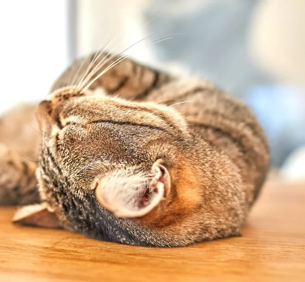 Cute Grey Tabby Cat Lying Floor His Eyes Closed Closeup — Foto de Stock