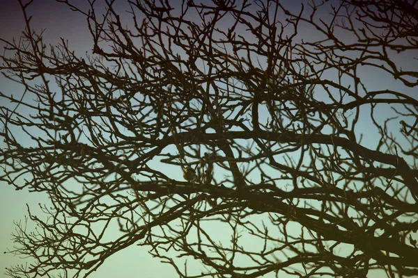 Темный Силуэт Дерева Фоне Голубого Неба Высокое Дерево Голыми Ветвями — стоковое фото