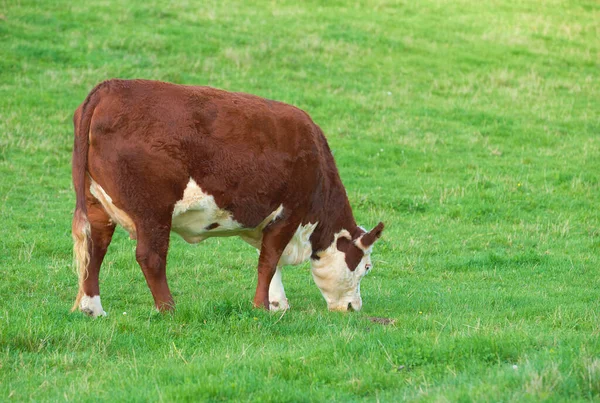 Breeding Bovine Animals Cattle Farming Meadow Produce Milk Beef Livestock — ストック写真