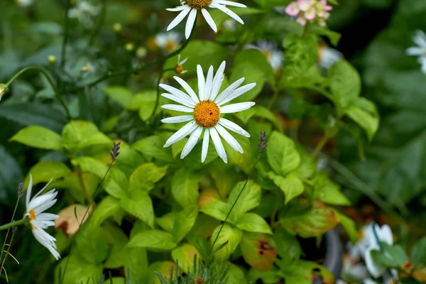 Top View Daisy Flower Growing Backyard Garden Summer Marguerite Plants — Stock Photo, Image