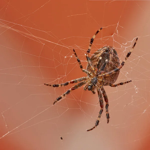 Below closeup of a walnut orb weaver in a web, isolated against a white orange background. Striped brown and black spider. The nuctenea umbratica is a beneficial arachnid from the araneidae family.