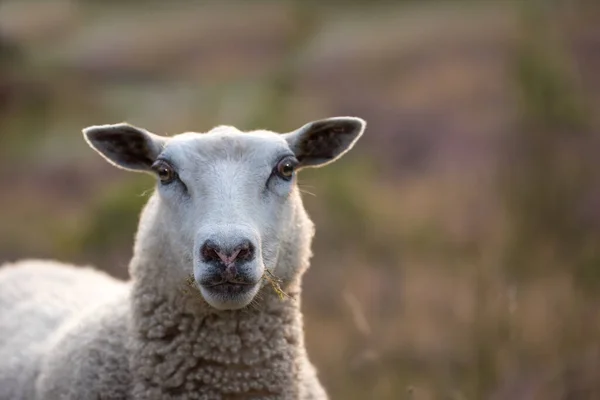 Pâturage Moutons Dans Une Prairie Bruyère Coucher Soleil Dans Parc — Photo