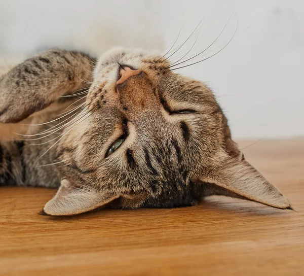 Πρόσωπο Μιας Χαριτωμένης Γάτας Που Κοιμάται Στο Πάτωμα Του Σαλονιού — Φωτογραφία Αρχείου