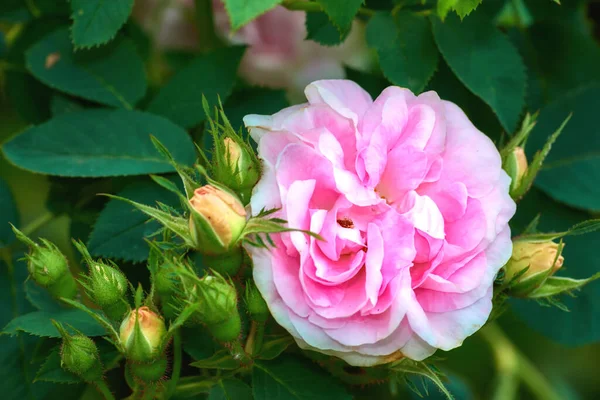 Крупним Планом Одна Рожева Троянда Росте Дереві Пишному Зеленому Ґрунті — стокове фото