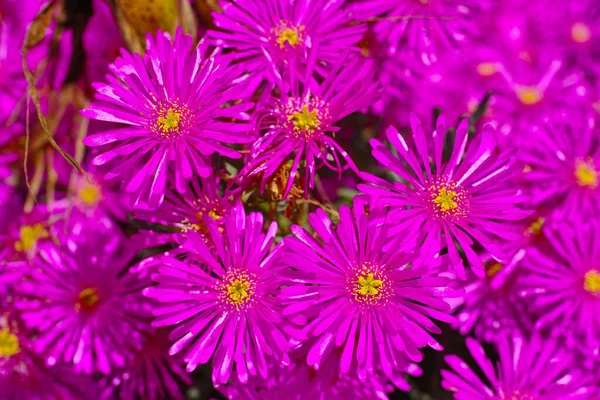 Detailní Pohled Shora Velikonoční Květiny Rostoucí Zelené Botanické Zahradě Létě — Stock fotografie