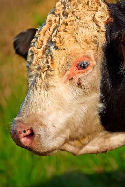 Hlava Krávy Zeleném Poli Slunečného Letního Dne Býk Stojí Dobytčí — Stock fotografie