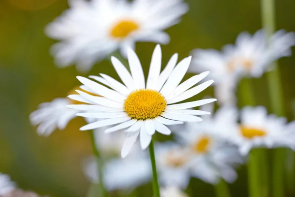 A close-up view of a daisy with long leaves, yellow in the center of it, and with a stem. Group of white flowers shining in the sunlight. Chamomiles flower in the meadow