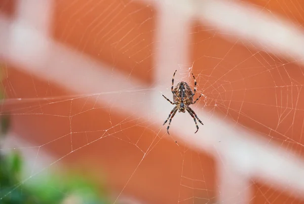 A brown walnut orb weaver spider on its web from below, against blurred background of red brick house. Striped black arachnid in the center of its cobweb. The nuctenea umbratica is beneficial insect.