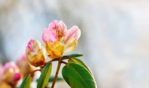 Closeup Pink Flower Blossoms Park Spring Rhododendron Blooms Open Growing — kuvapankkivalokuva