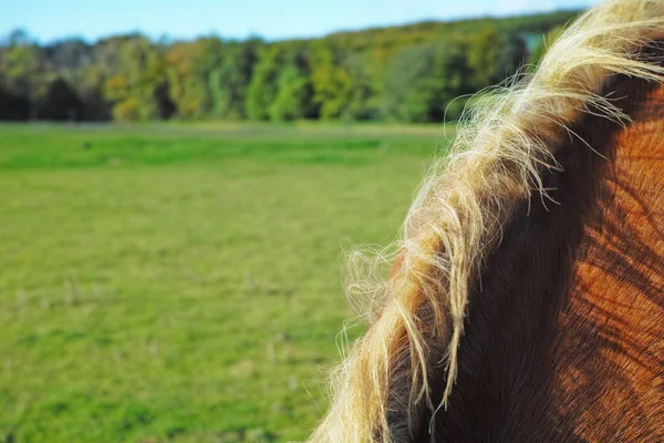 Horse Mane Copyspace Scenic Farm Landscape Countryside Closeup Fluffy Hair — Stok fotoğraf