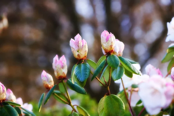 Closeup Rhododendron Flowers Blossoming Growing Garden Plants Blooming Spring Season — kuvapankkivalokuva